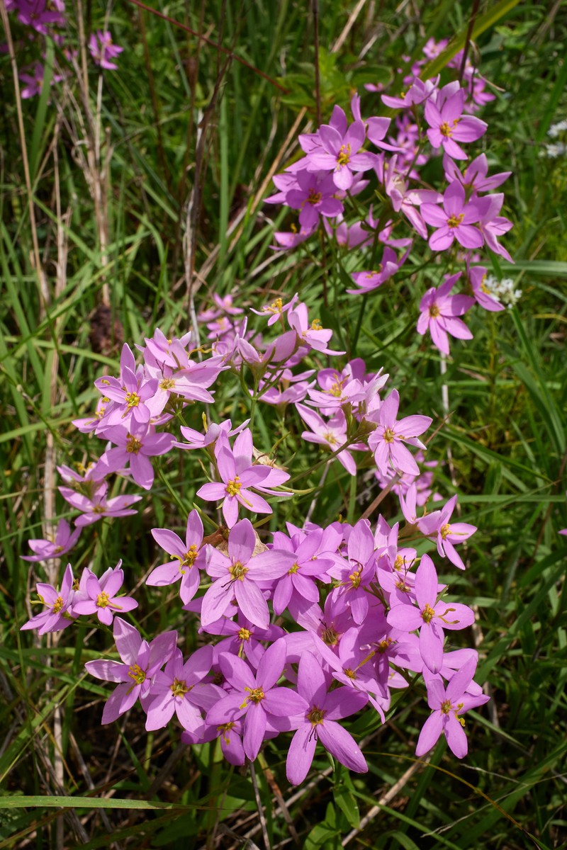 Narrowleaf Rose Gentian