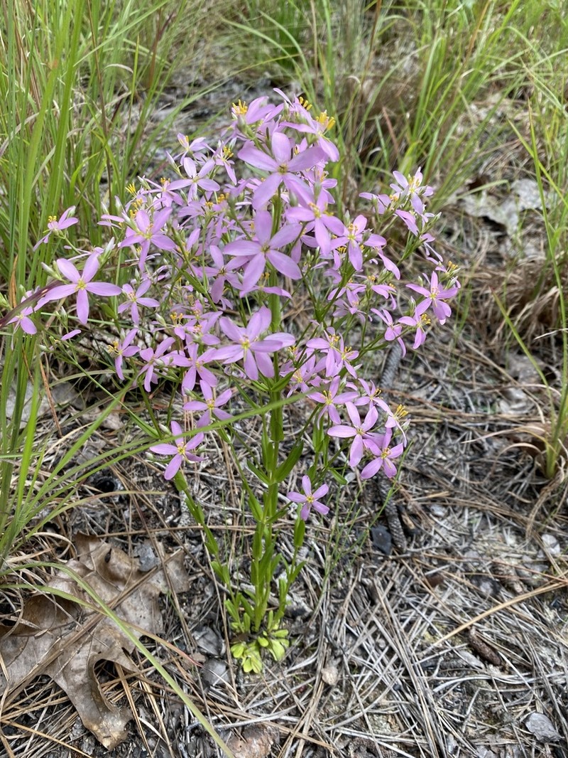 Narrowleaf Rose Gentian