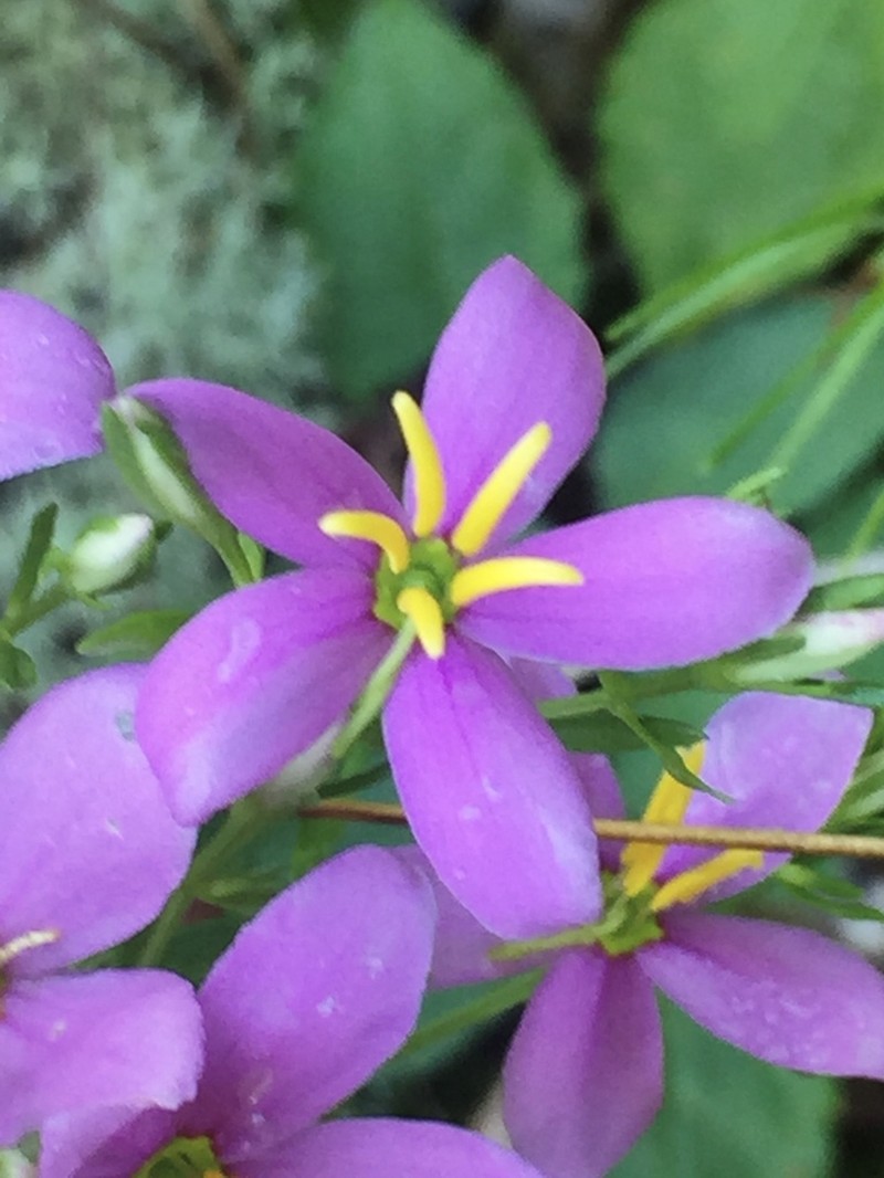 Narrowleaf Rose Gentian photo 6