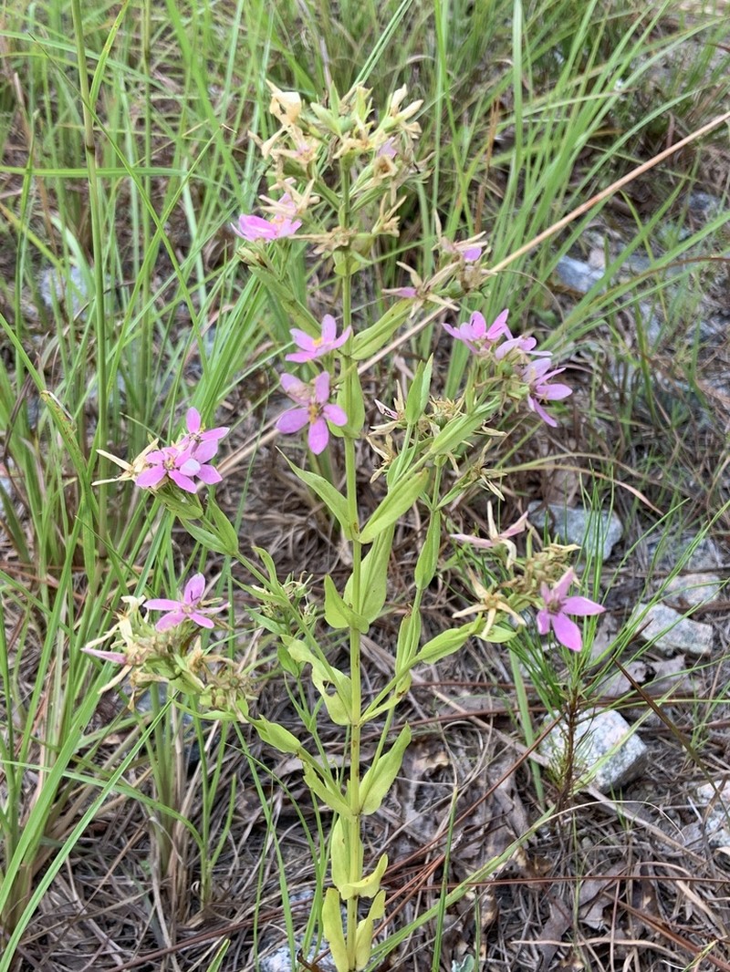 Narrowleaf Rose Gentian photo 7