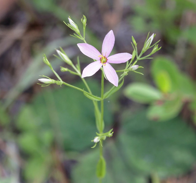 Narrowleaf Rose Gentian photo 8