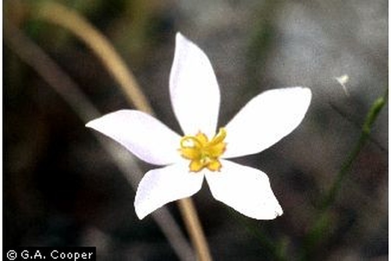 Shortleaf Rose Gentian