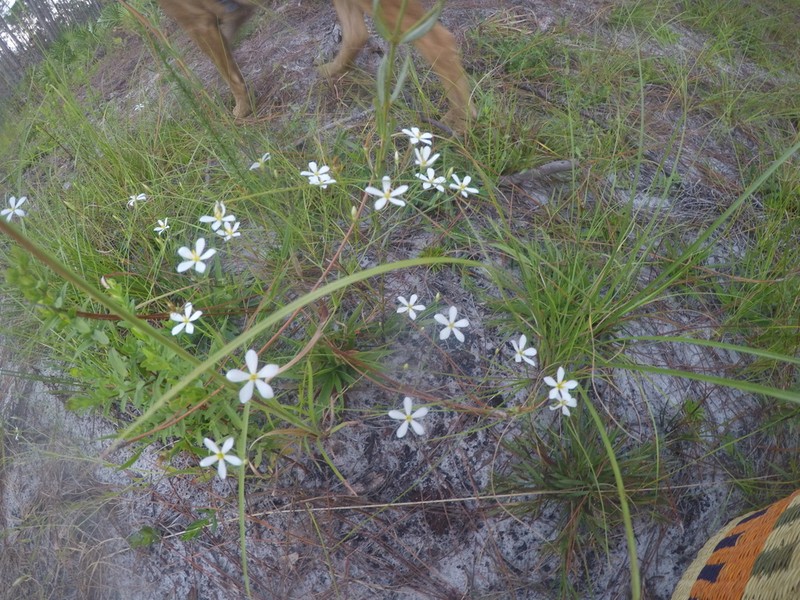 Shortleaf Rose Gentian photo 5