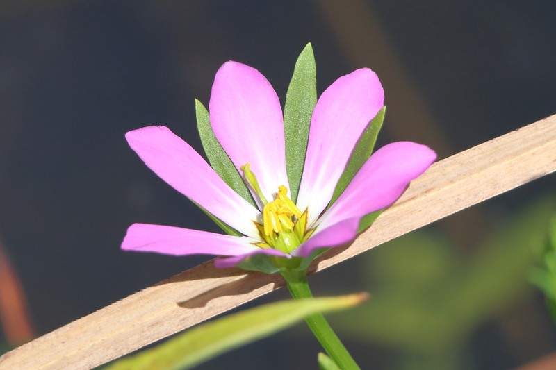 Coastal Rose Gentian