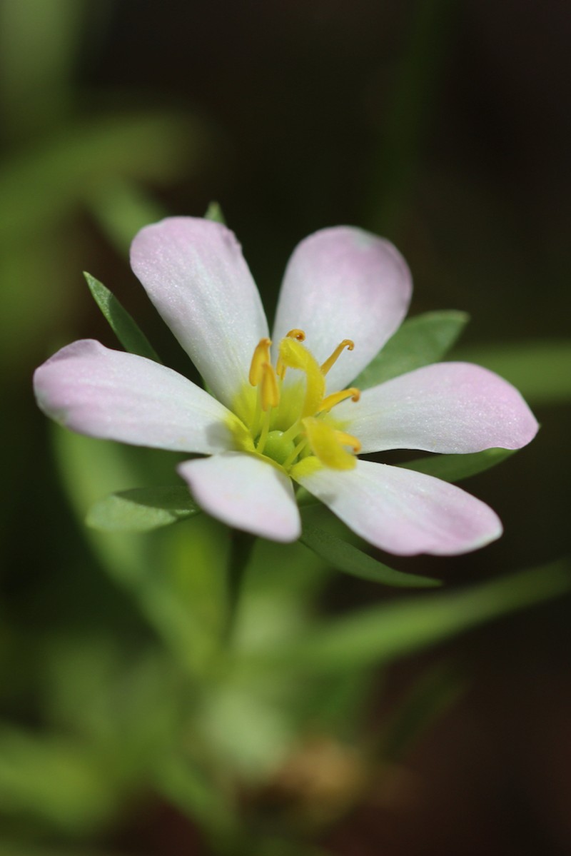 Coastal Rose Gentian photo 2