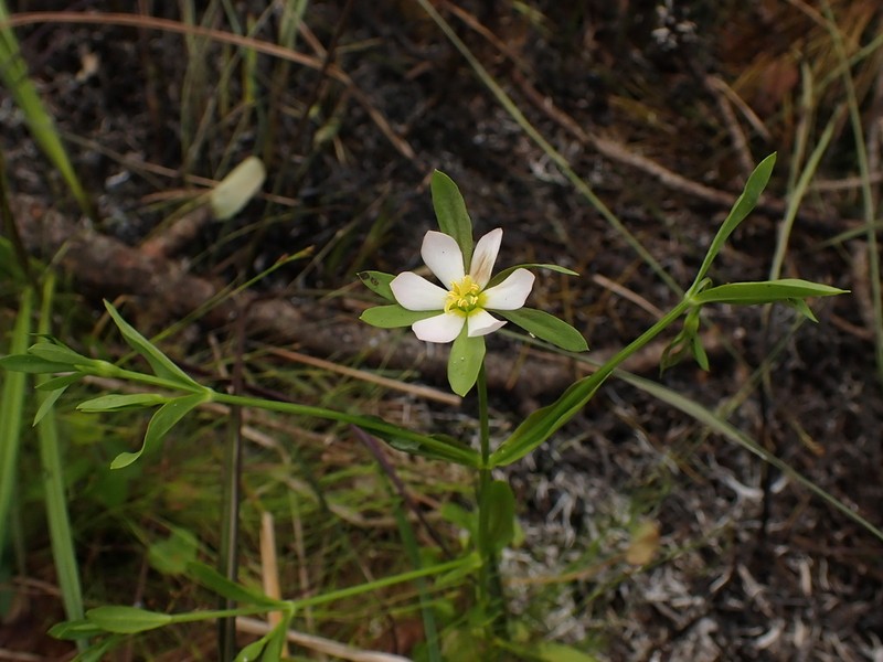 Coastal Rose Gentian photo 3