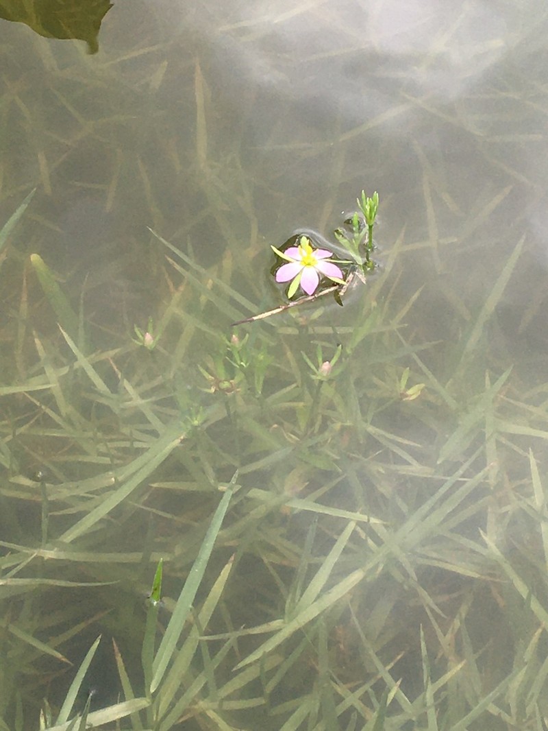 Coastal Rose Gentian photo 6
