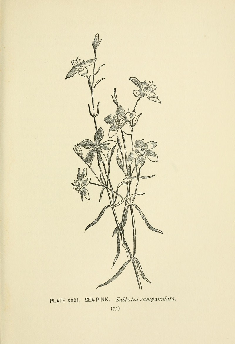 Slender Rose Gentian photo 3