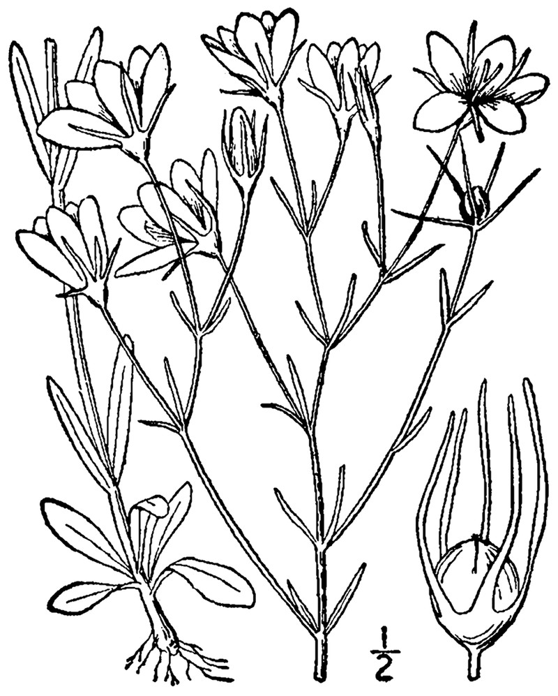 Slender Rose Gentian photo 2