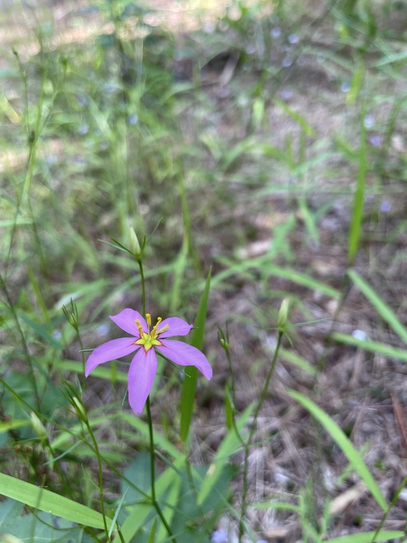 Slender Rose Gentian photo 3