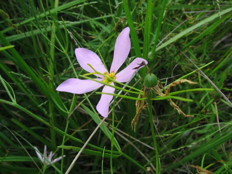 Slender Rose Gentian photo 4