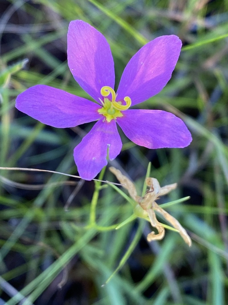 Slender Rose Gentian photo 5