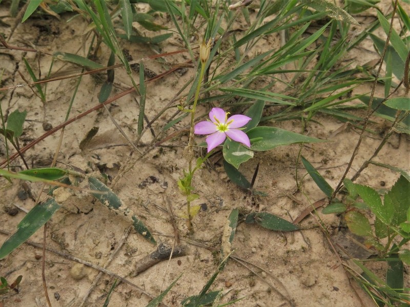 Texas Star photo 4