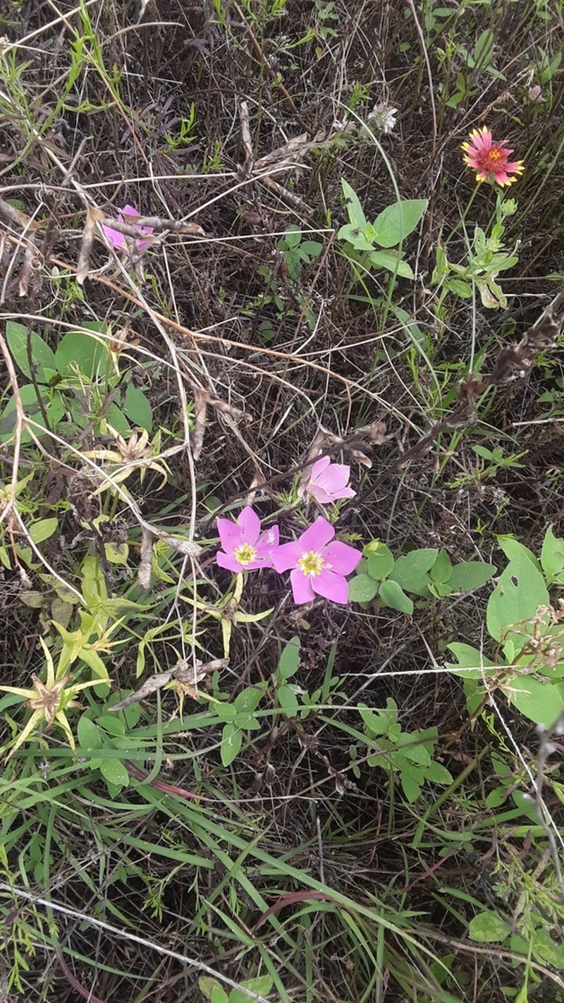 Texas Star photo 7