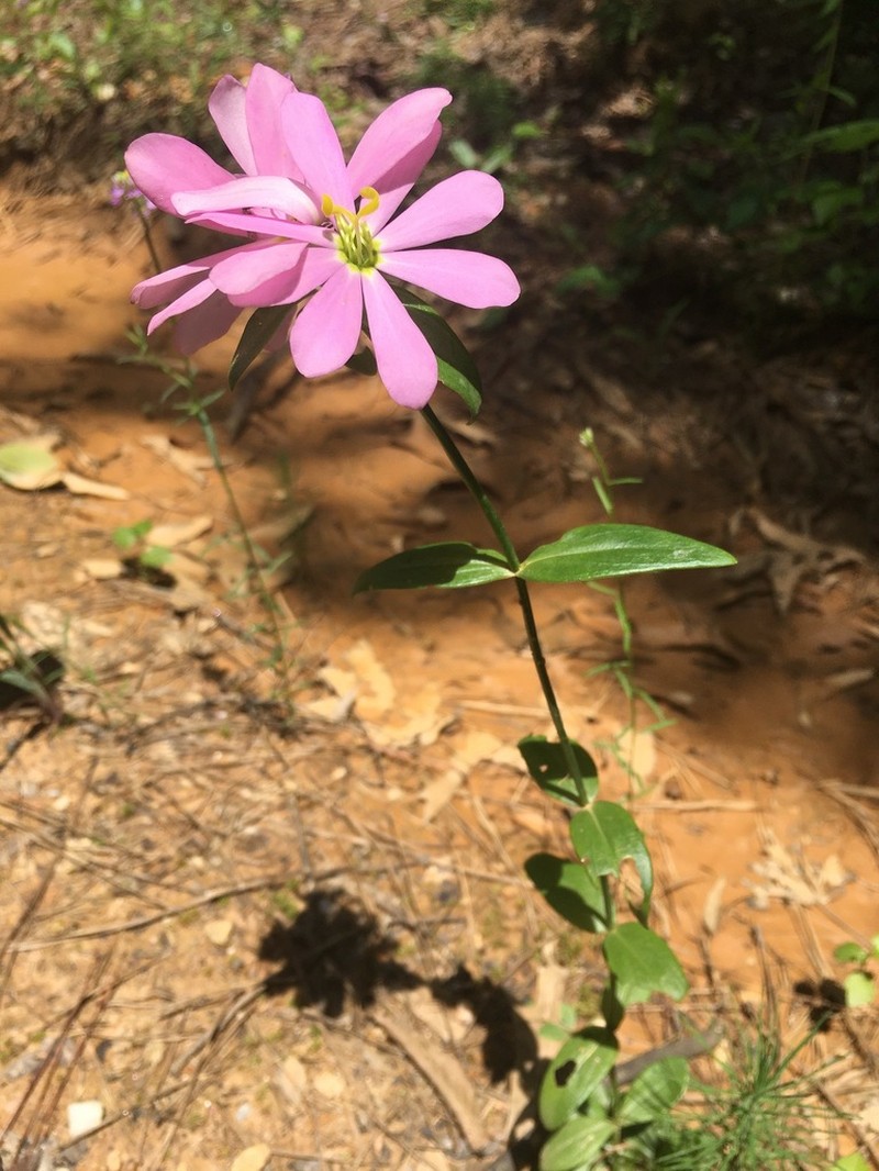 Appalachian Rose Gentian