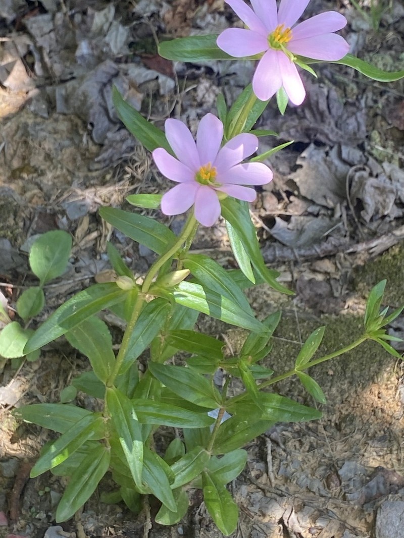 Appalachian Rose Gentian photo 2