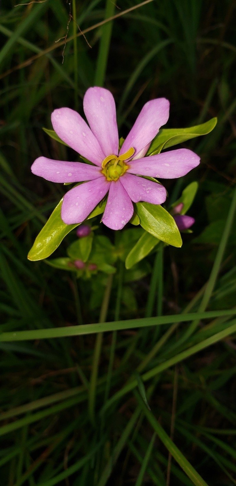 Appalachian Rose Gentian photo 3
