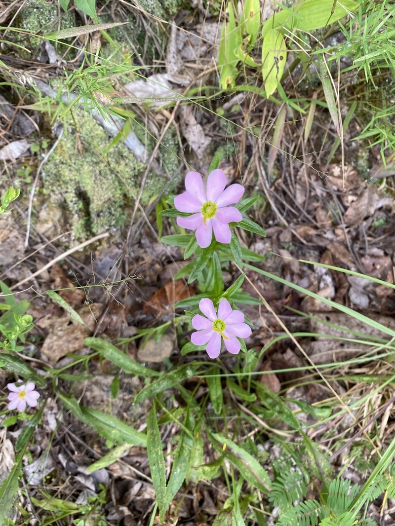 Appalachian Rose Gentian photo 4