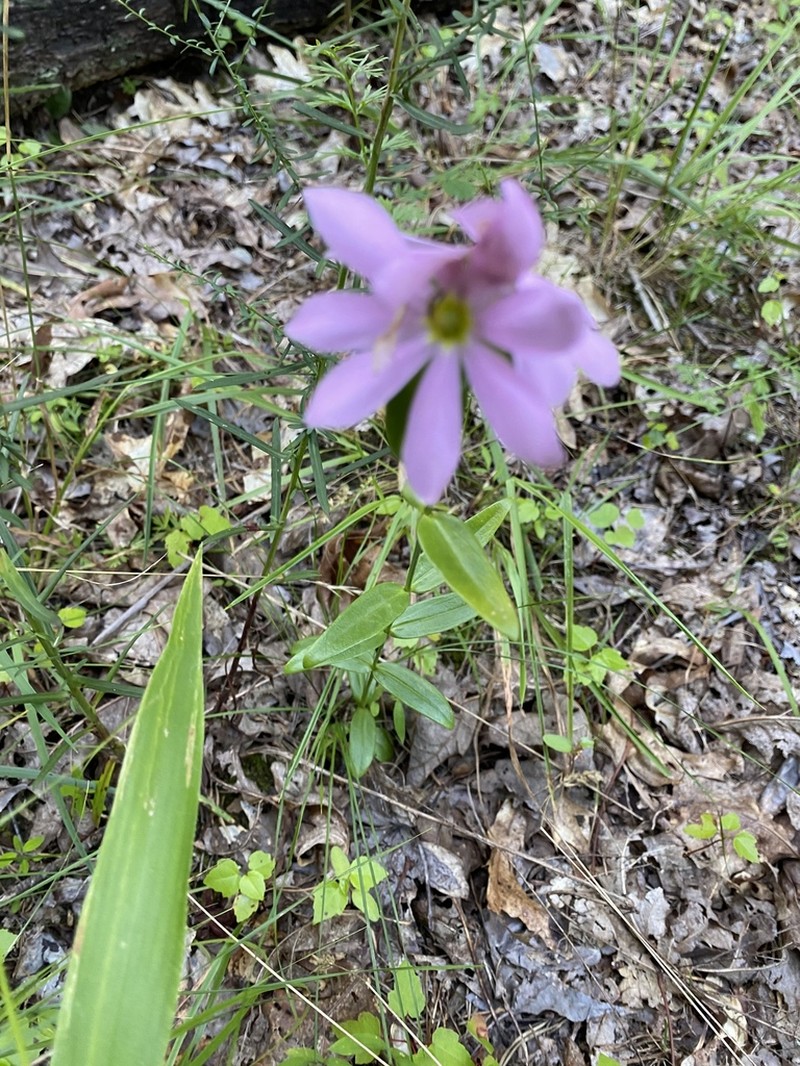 Appalachian Rose Gentian photo 5