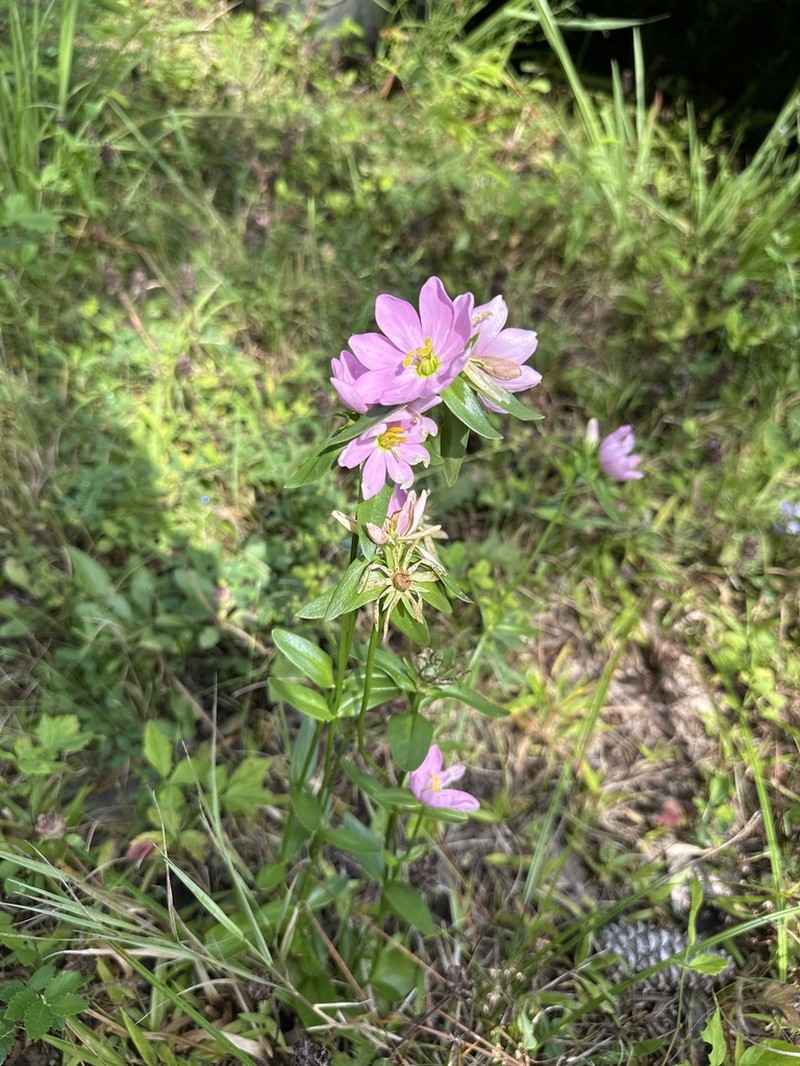 Appalachian Rose Gentian photo 6