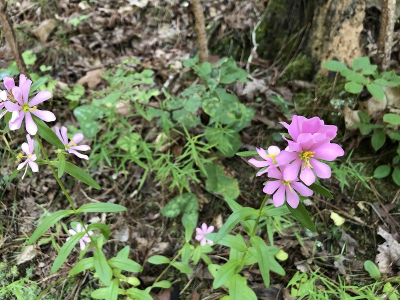 Appalachian Rose Gentian photo 7