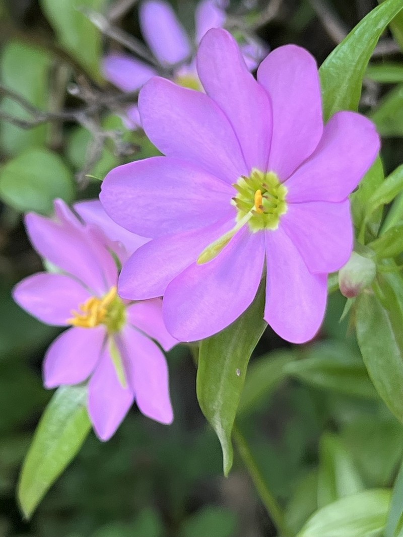 Appalachian Rose Gentian photo 8