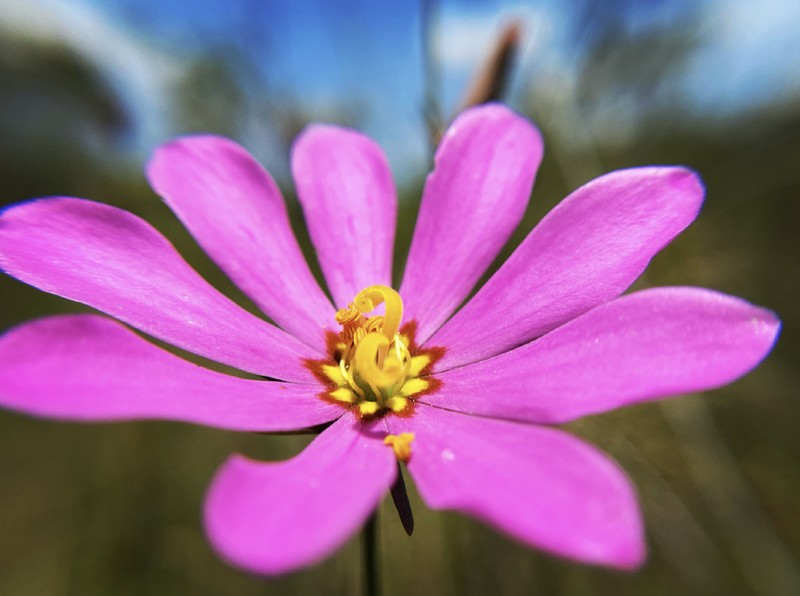 Bartram's Rose Gentian
