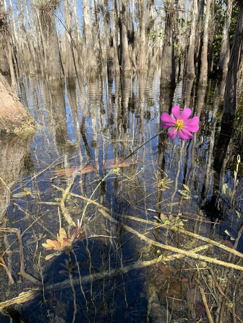Bartram's Rose Gentian photo 2