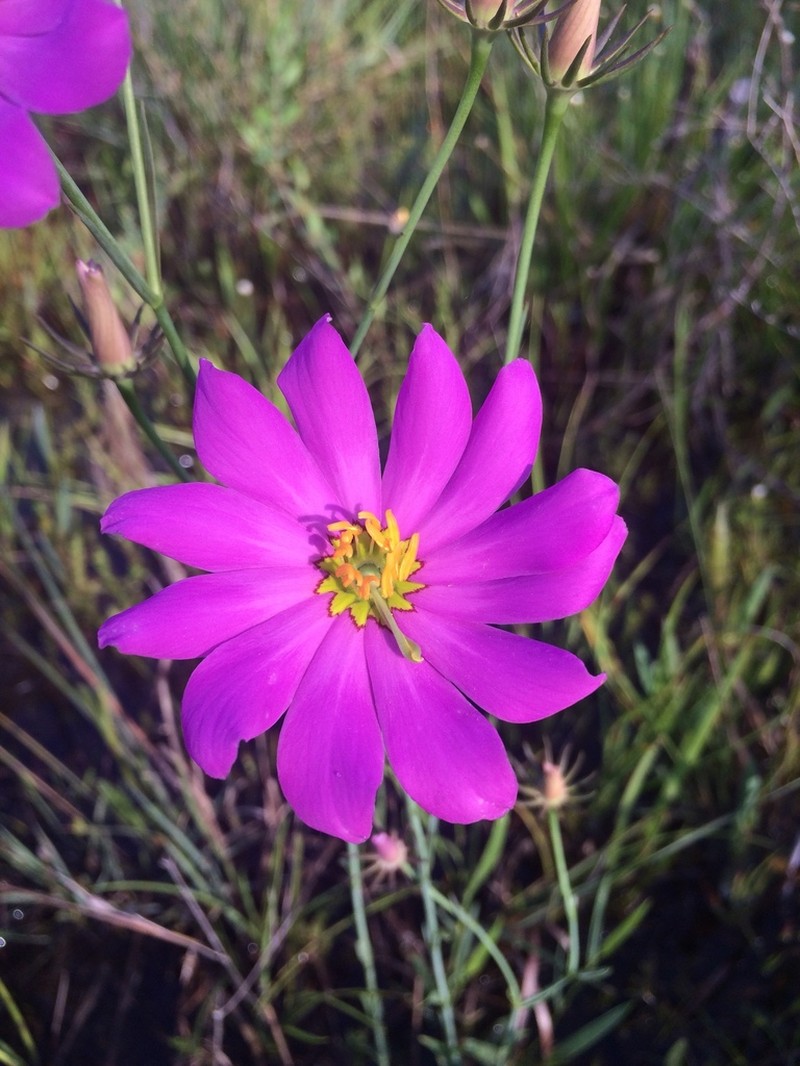 Bartram's Rose Gentian photo 3