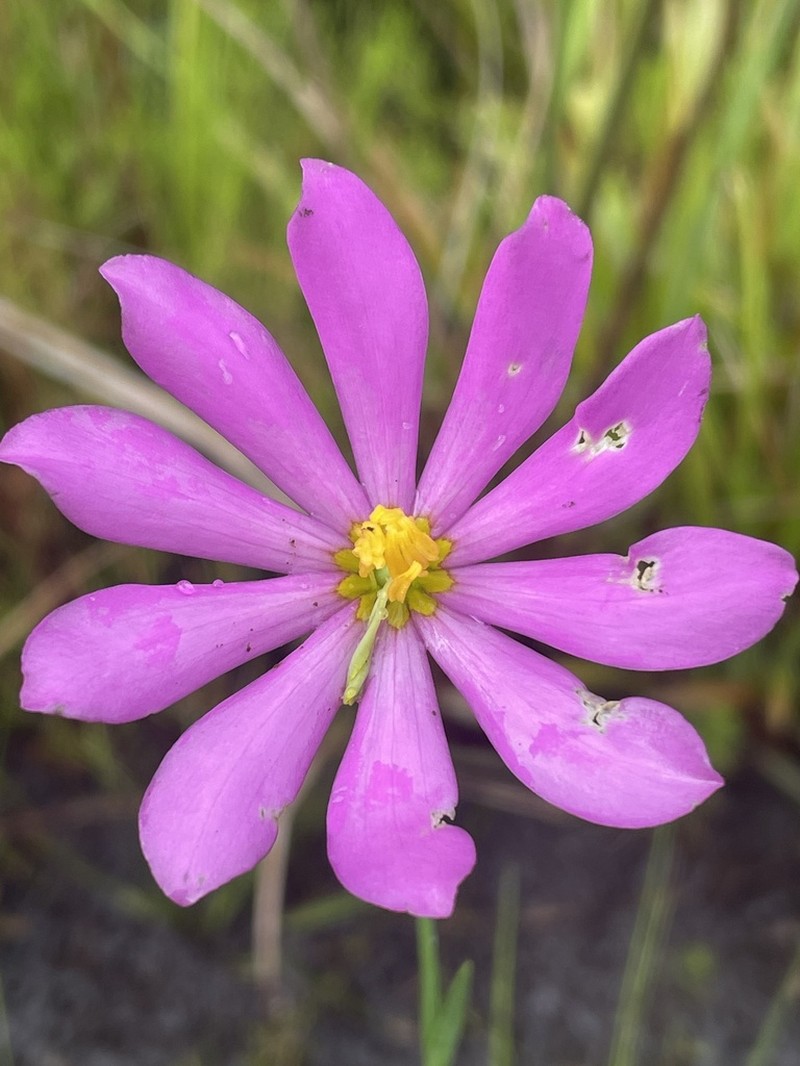 Bartram's Rose Gentian photo 4