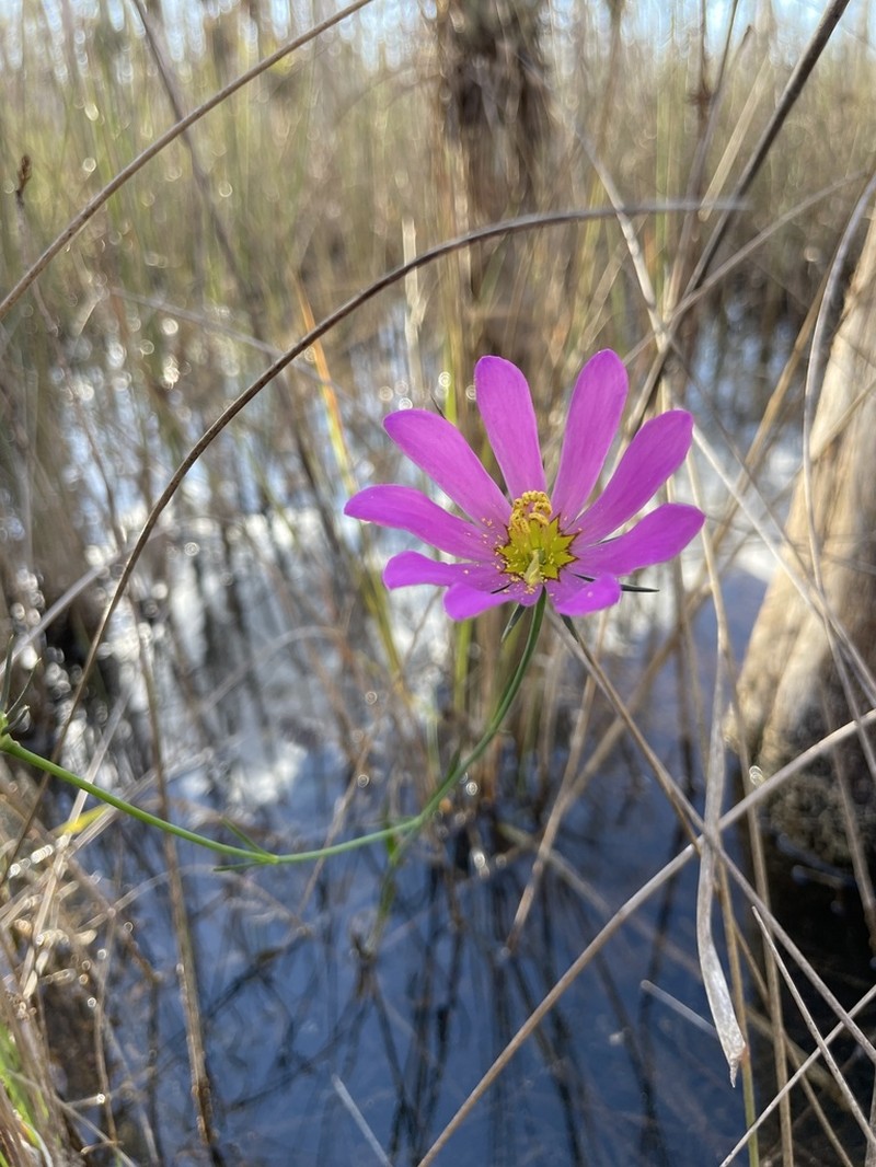 Bartram's Rose Gentian photo 7