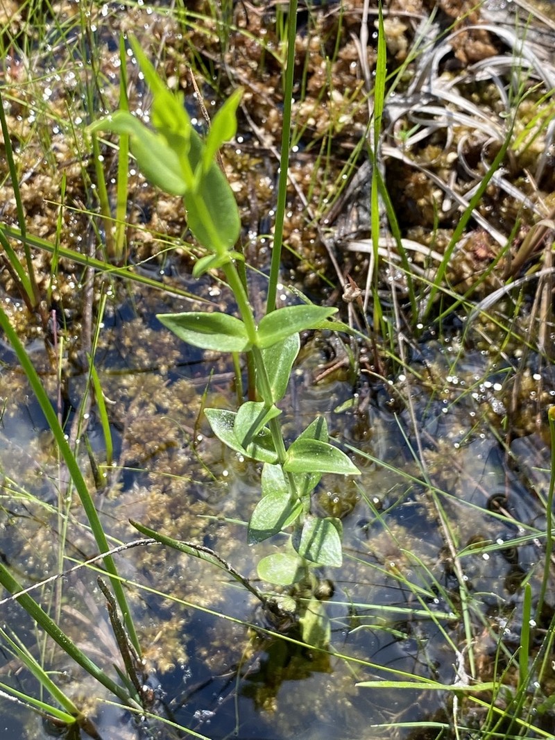 Lanceleaf Rose Gentian photo 6