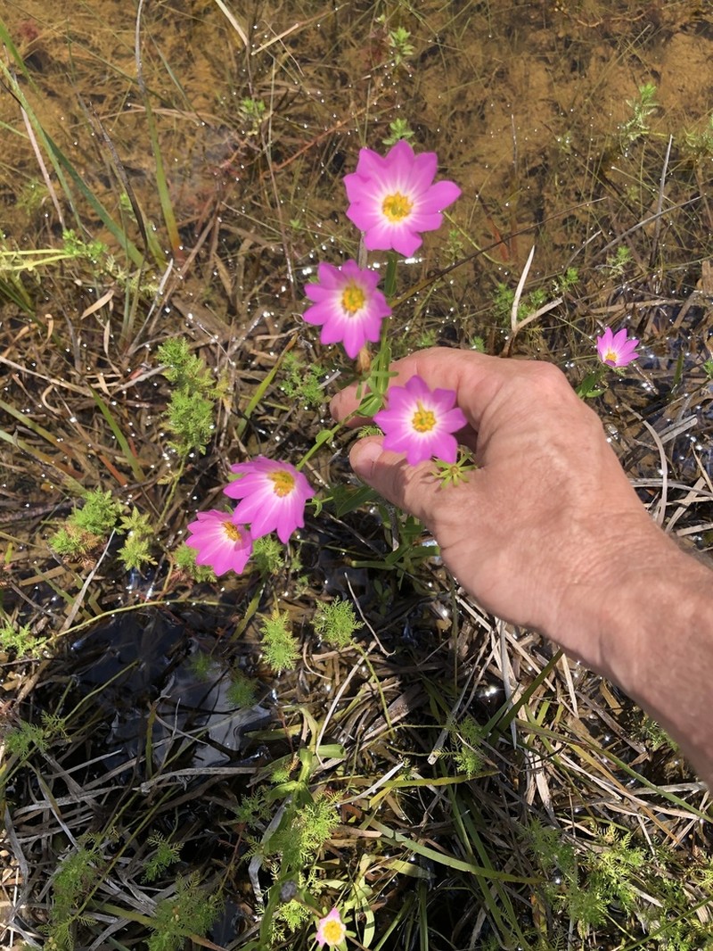 Marsh Rose Gentian photo 2