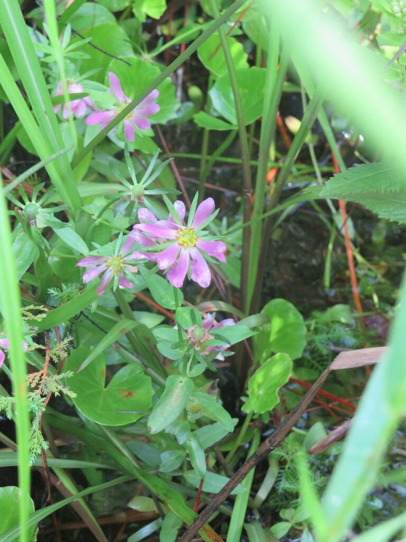 Marsh Rose Gentian photo 3