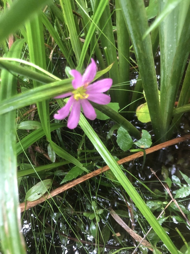 Marsh Rose Gentian photo 4