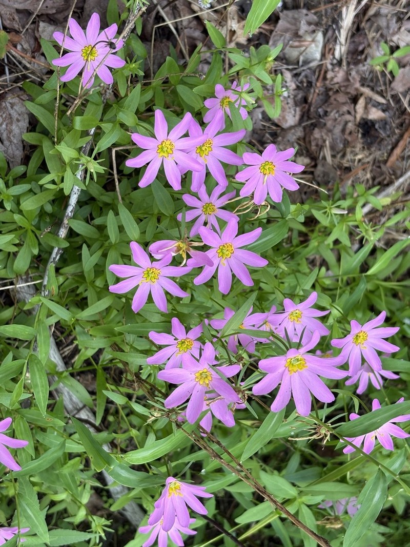 Marsh Rose Gentian photo 6