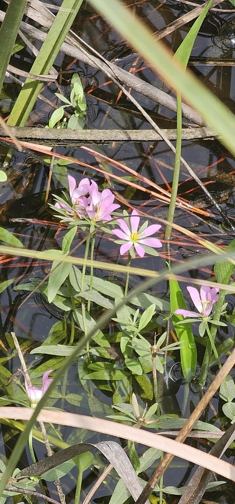 Marsh Rose Gentian photo 7