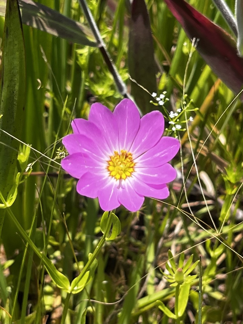 Sabatia foliosa