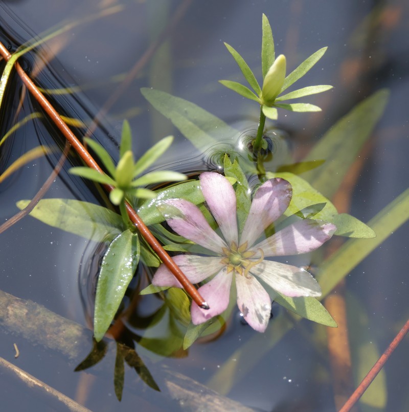 Sabatia foliosa photo 2