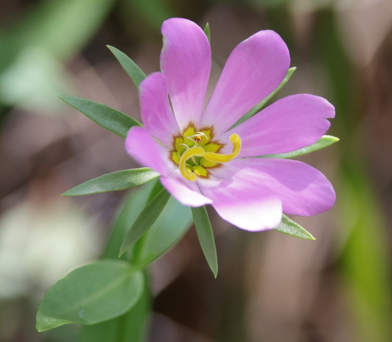 Sabatia foliosa photo 3