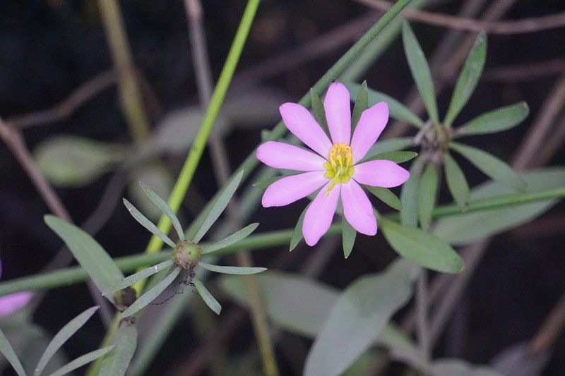 Sabatia foliosa photo 5