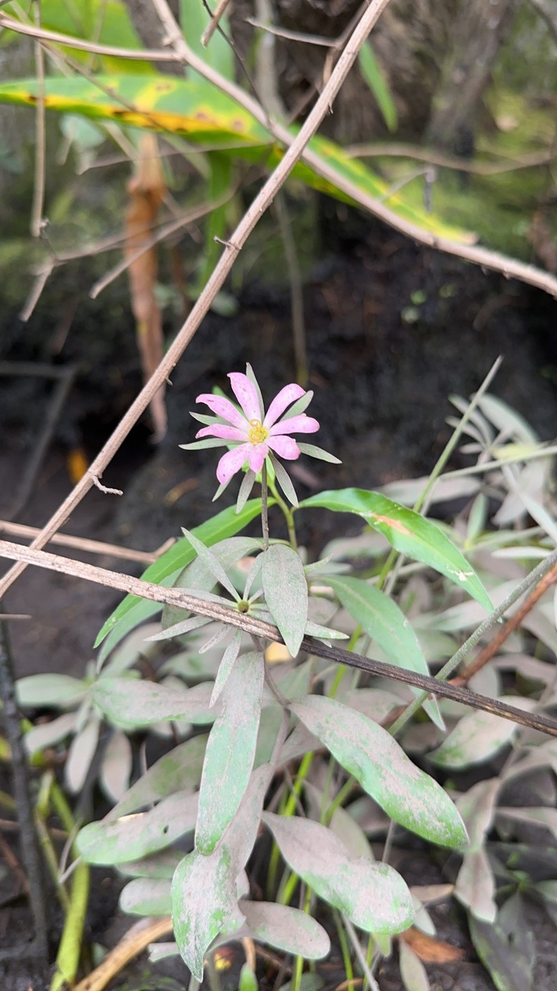 Sabatia foliosa photo 6