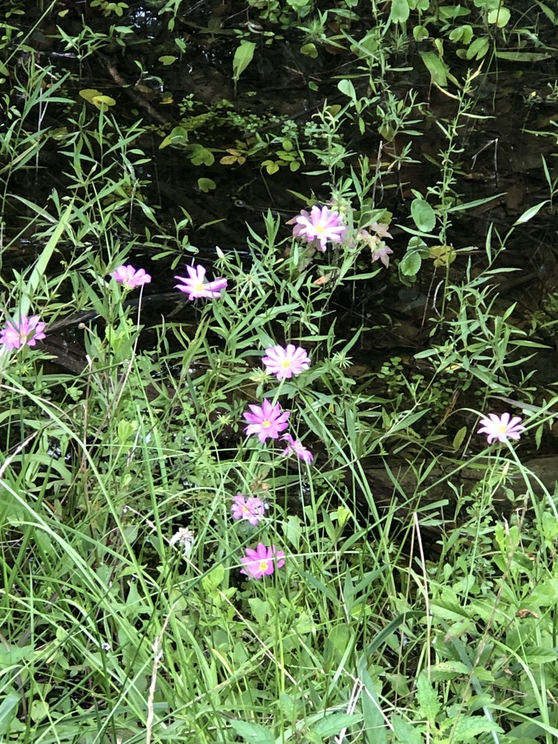 Sabatia foliosa photo 7