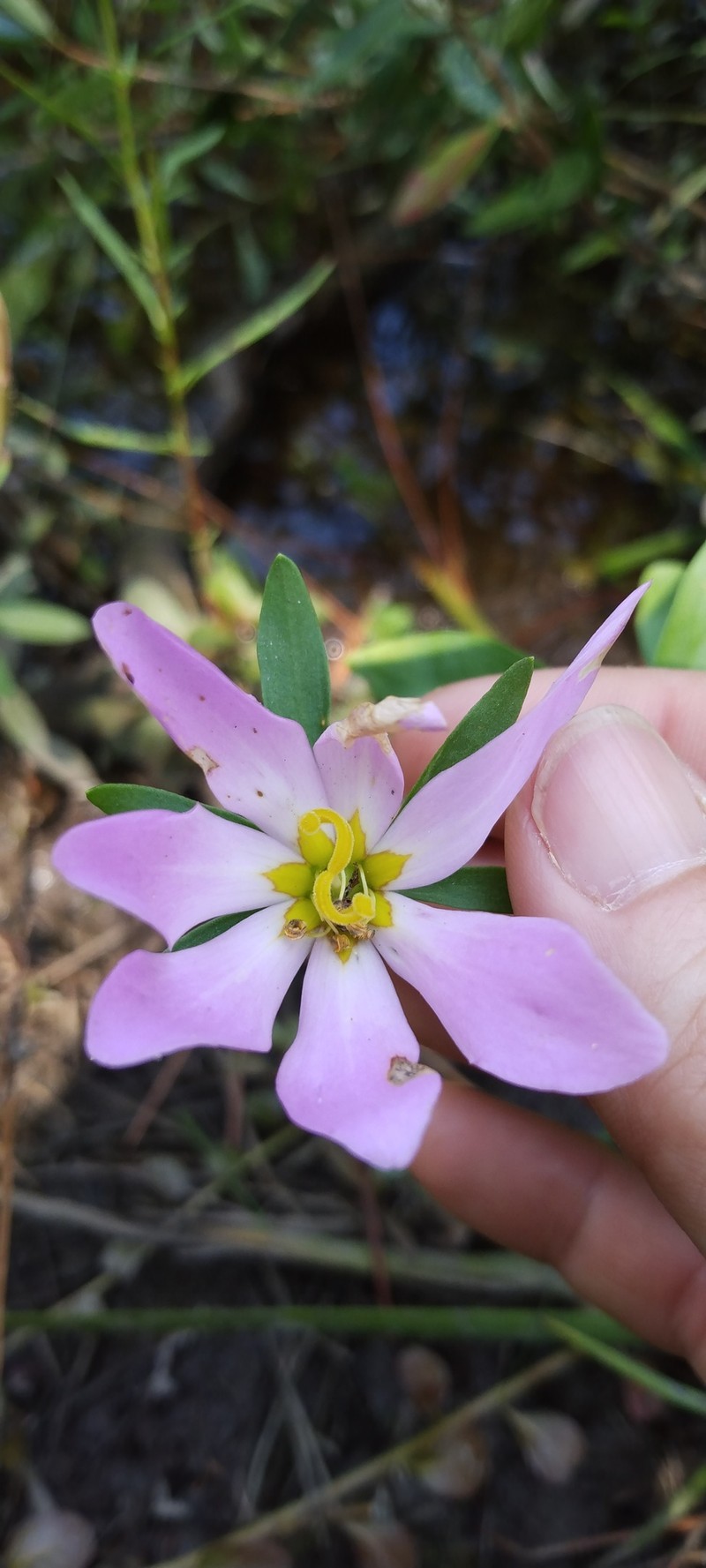 Sabatia foliosa photo 8
