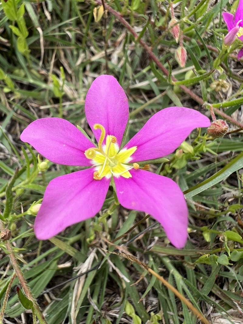 Stately Rose Gentian