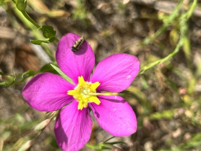 Stately Rose Gentian photo 2