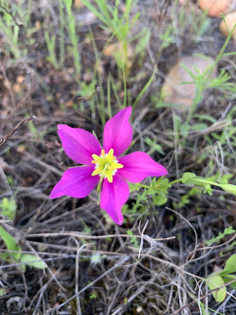 Stately Rose Gentian photo 3