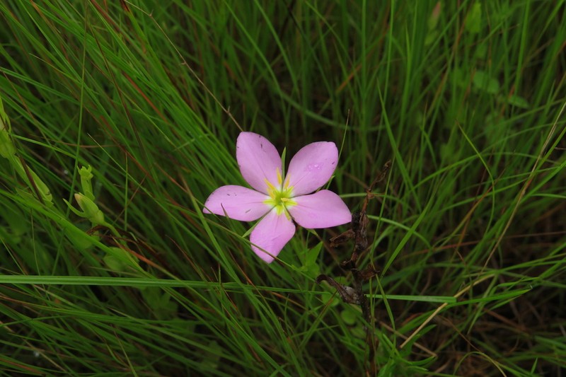 Stately Rose Gentian photo 5