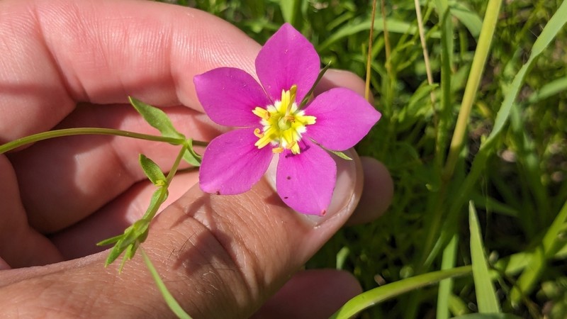 Stately Rose Gentian photo 6