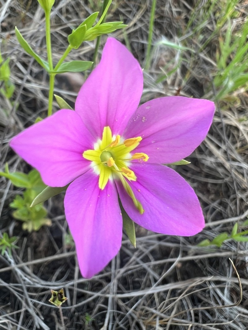 Stately Rose Gentian photo 7